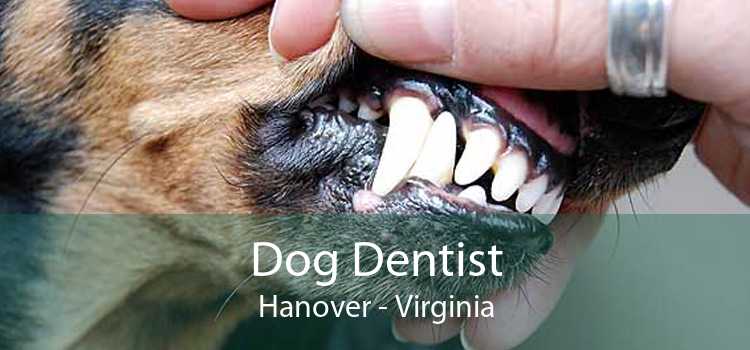 Dog Dentist Hanover - Virginia