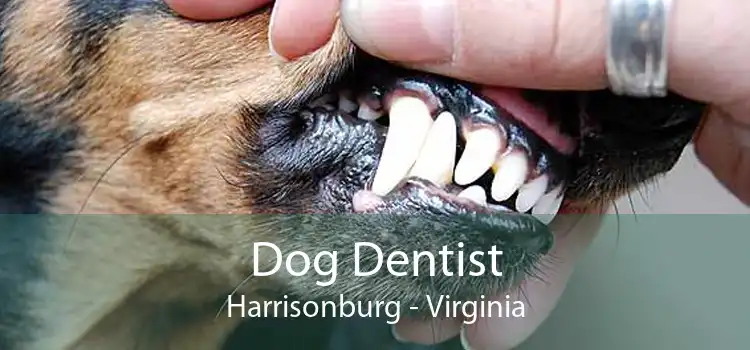 Dog Dentist Harrisonburg - Virginia