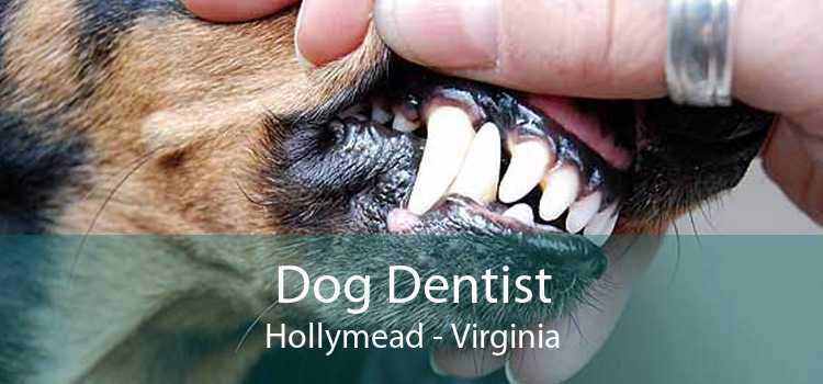 Dog Dentist Hollymead - Virginia