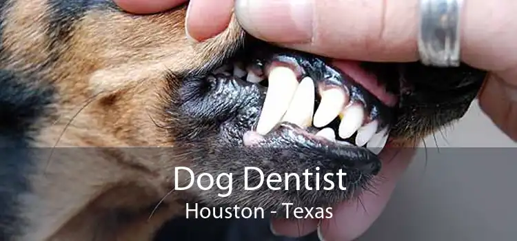 Dog Dentist Houston - Texas