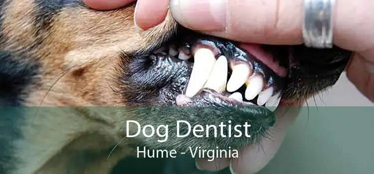 Dog Dentist Hume - Virginia
