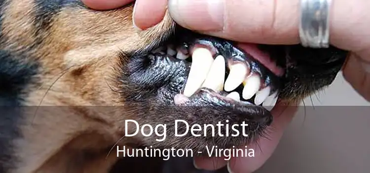 Dog Dentist Huntington - Virginia