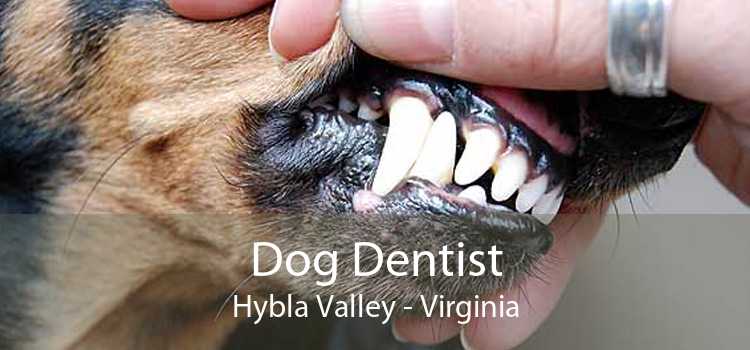 Dog Dentist Hybla Valley - Virginia