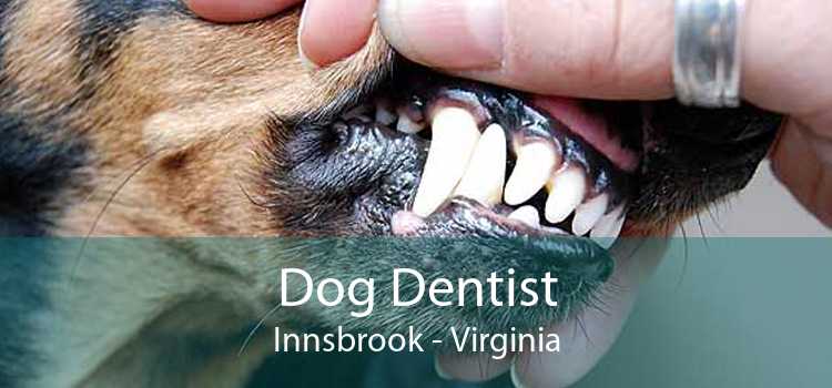 Dog Dentist Innsbrook - Virginia