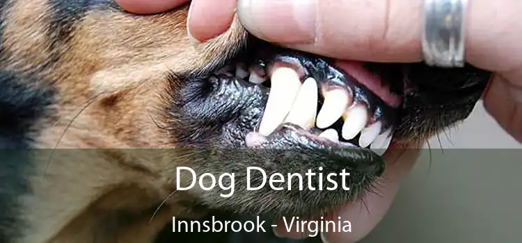 Dog Dentist Innsbrook - Virginia