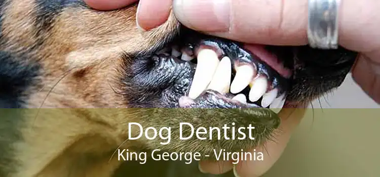 Dog Dentist King George - Virginia