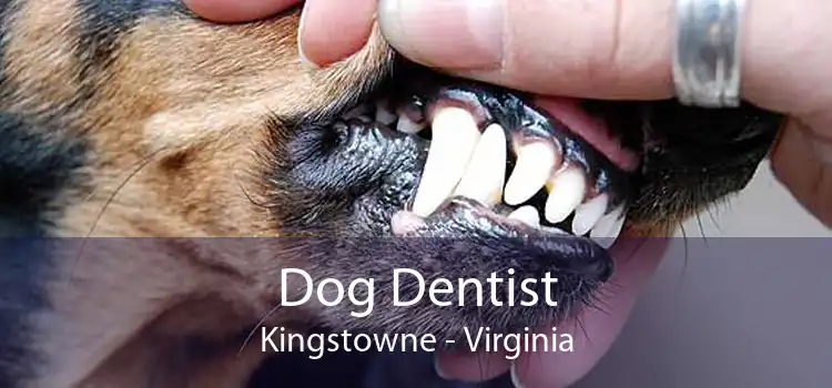 Dog Dentist Kingstowne - Virginia