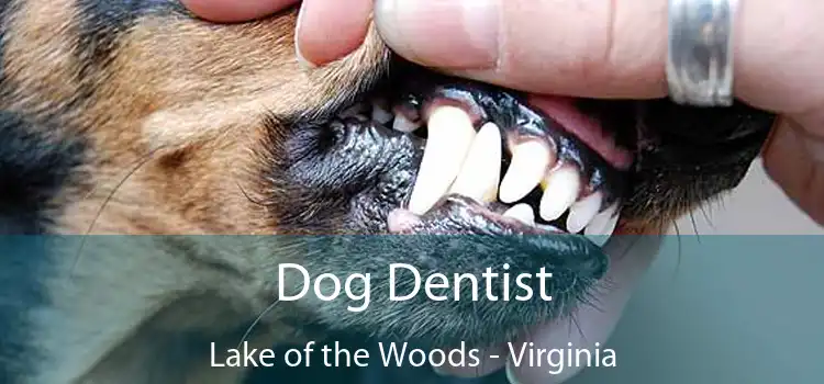 Dog Dentist Lake of the Woods - Virginia