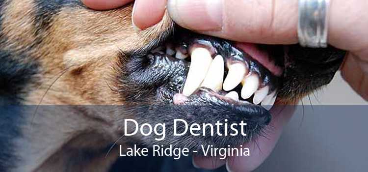 Dog Dentist Lake Ridge - Virginia