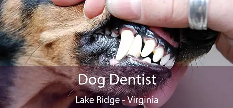 Dog Dentist Lake Ridge - Virginia