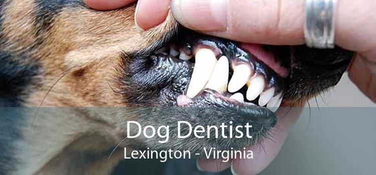 Dog Dentist Lexington - Virginia