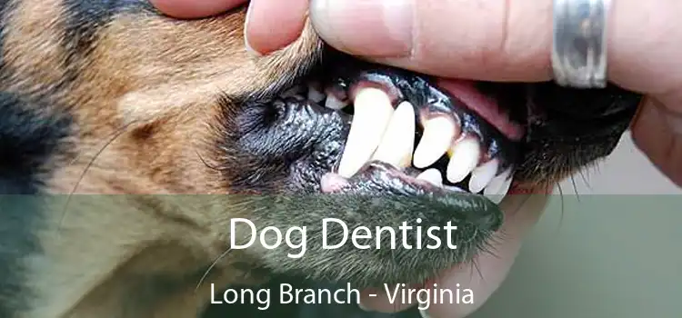 Dog Dentist Long Branch - Virginia