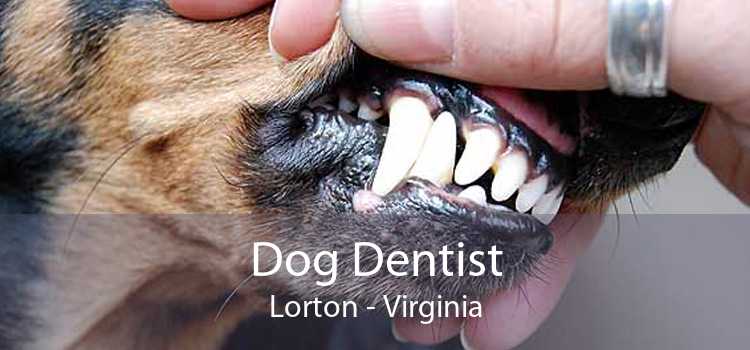 Dog Dentist Lorton - Virginia