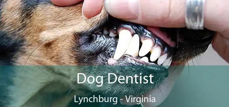 Dog Dentist Lynchburg - Virginia