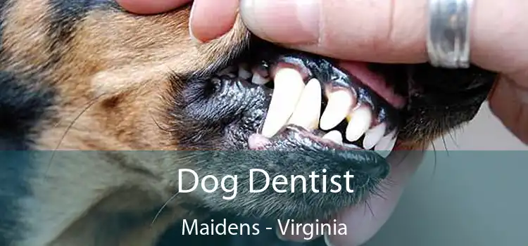 Dog Dentist Maidens - Virginia