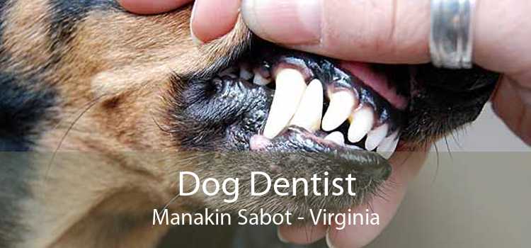 Dog Dentist Manakin Sabot - Virginia