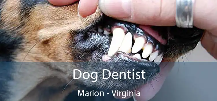 Dog Dentist Marion - Virginia