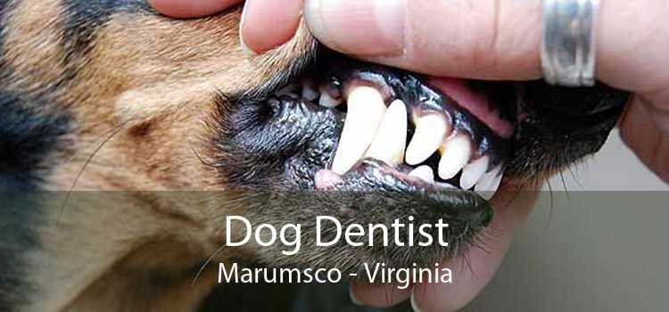 Dog Dentist Marumsco - Virginia