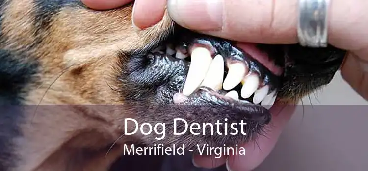 Dog Dentist Merrifield - Virginia