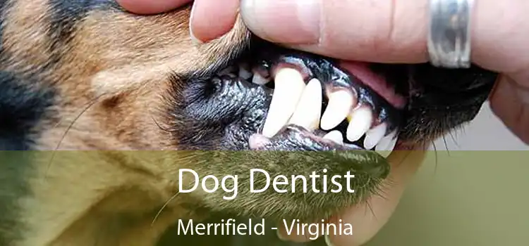 Dog Dentist Merrifield - Virginia