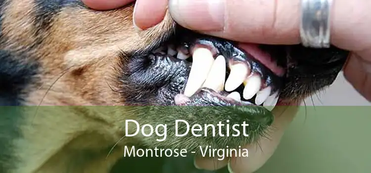 Dog Dentist Montrose - Virginia