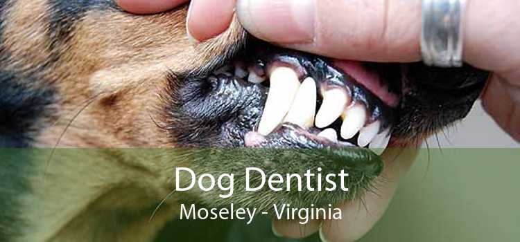 Dog Dentist Moseley - Virginia