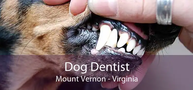 Dog Dentist Mount Vernon - Virginia