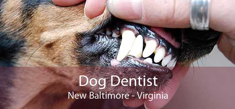 Dog Dentist New Baltimore - Virginia