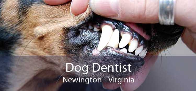 Dog Dentist Newington - Virginia