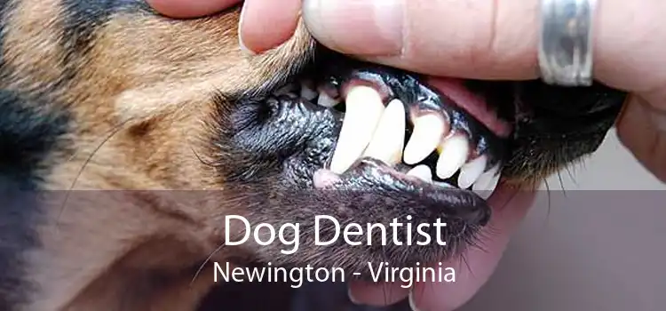 Dog Dentist Newington - Virginia
