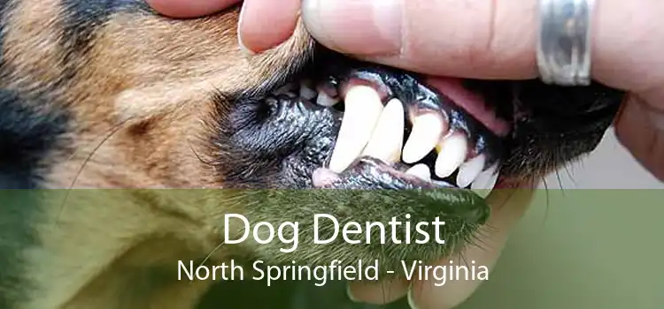 Dog Dentist North Springfield - Virginia
