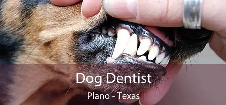 Dog Dentist Plano - Texas