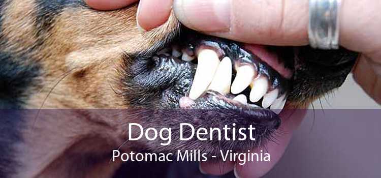 Dog Dentist Potomac Mills - Virginia