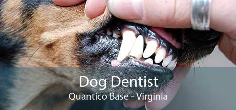 Dog Dentist Quantico Base - Virginia