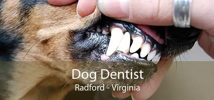 Dog Dentist Radford - Virginia