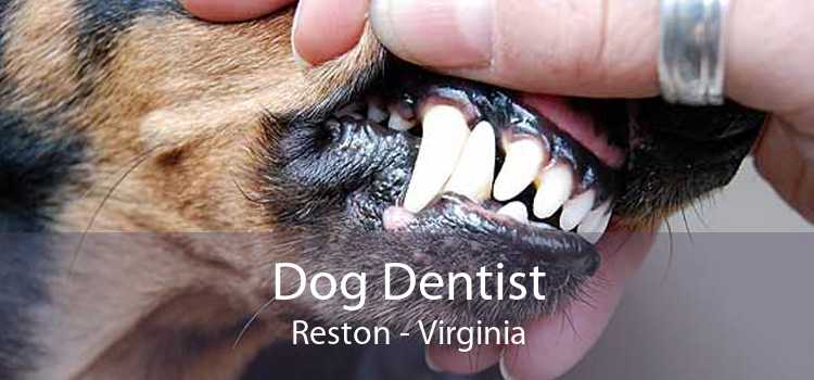 Dog Dentist Reston - Virginia