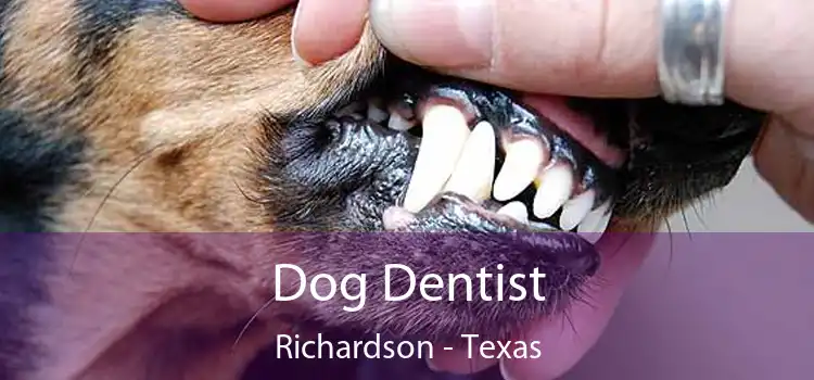 Dog Dentist Richardson - Texas