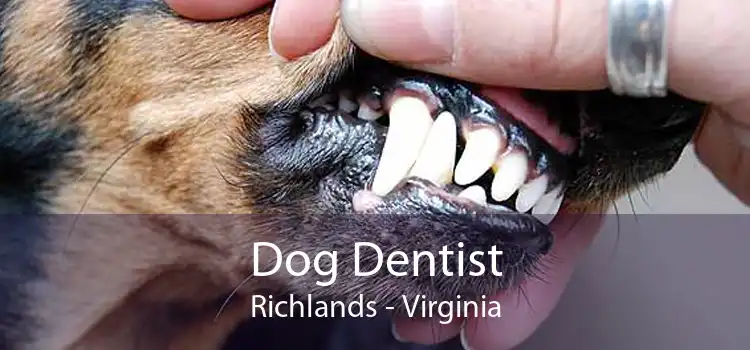 Dog Dentist Richlands - Virginia