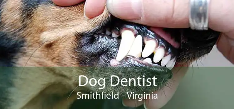 Dog Dentist Smithfield - Virginia