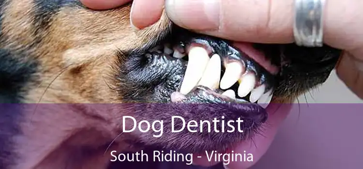 Dog Dentist South Riding - Virginia