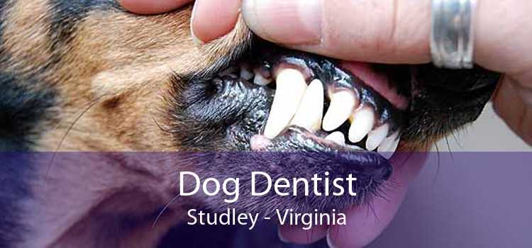 Dog Dentist Studley - Virginia