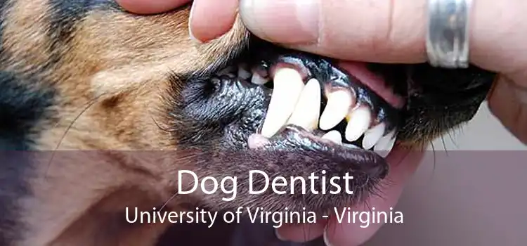 Dog Dentist University of Virginia - Virginia