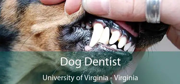 Dog Dentist University of Virginia - Virginia