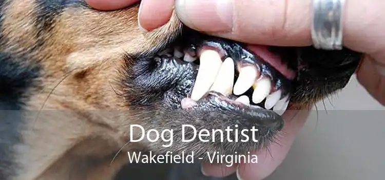Dog Dentist Wakefield - Virginia