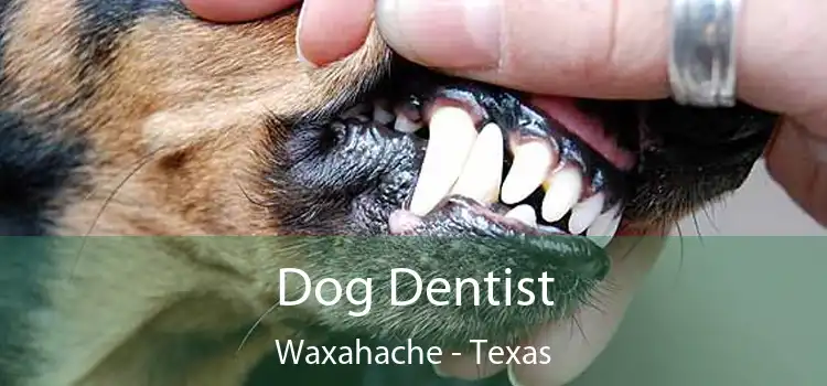 Dog Dentist Waxahache - Texas