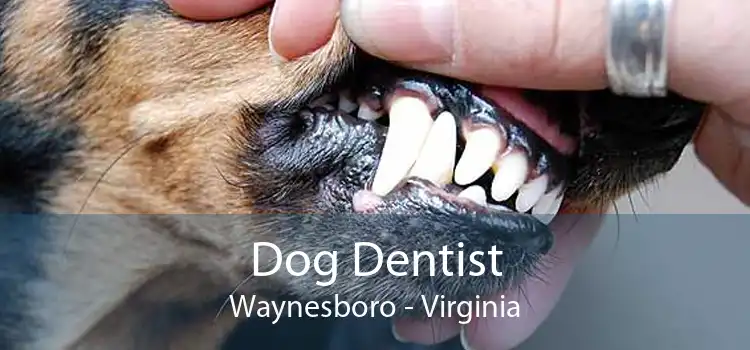 Dog Dentist Waynesboro - Virginia
