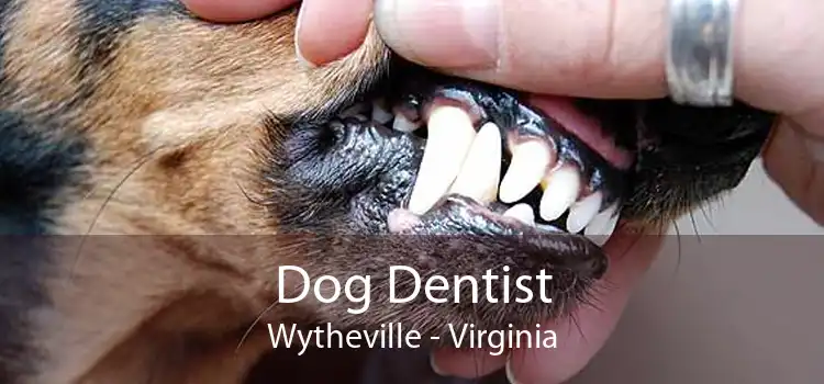 Dog Dentist Wytheville - Virginia