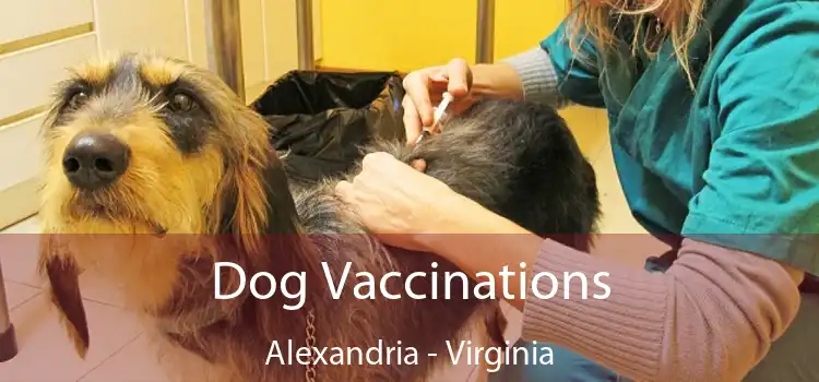 Dog Vaccinations Alexandria - Virginia