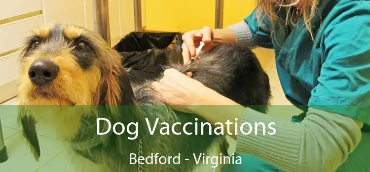 Dog Vaccinations Bedford - Virginia