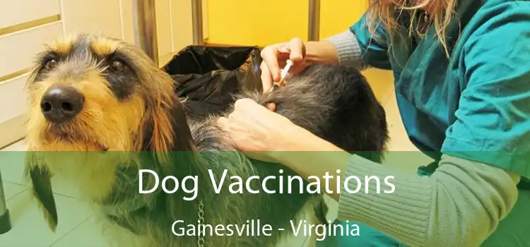 Dog Vaccinations Gainesville - Virginia